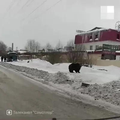 В Ломоносовском районе медведь насмерть загрыз грибника