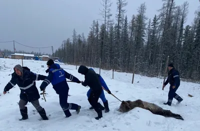 В Кемеровской области на грибника напал медведь — РБК