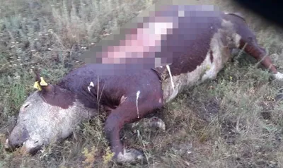 В России медведь растерзал человека и съел - очевидцы увидели страшную  картину - Апостроф