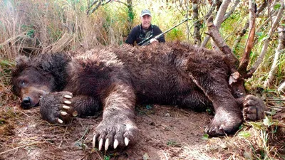 Погибнуть в таких муках не заслужила»: сибирячку насмерть загрыз медведь -  TOPNews.RU