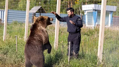 В Ломоносовском районе медведь насмерть загрыз грибника