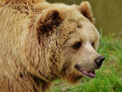 В Башкирии медведь напал на пасущуюся корову - Татарстан-24