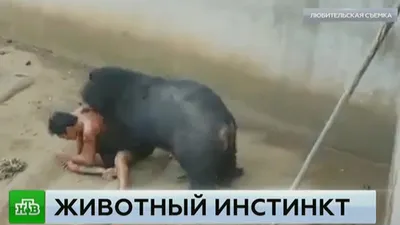 Медведь растерзал подростка под Красноярском: «Не было головы и ног» - МК