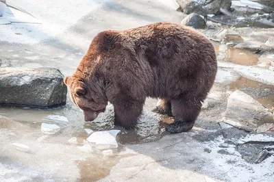 Медведь пробрался в пекарню и унес сладости - Газета.Ru | Новости