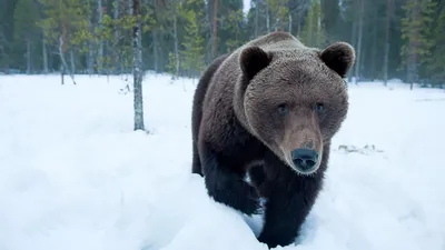 Кто же такой медведь-шатун?🐻 Слово... - Кроноцкий заповедник | فيسبوك