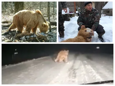 Медведь-шатун в зимней тайге» — создано в Шедевруме