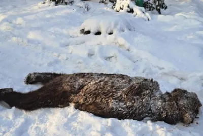 🐻🐻Шатун пришёл в избушку и случилось страшное! Случай в якутской тайге! -  YouTube