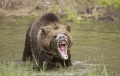 🐻Последнее нападение МЕДВЕДЯ- ШАТУНА! Поиск идолов продолжается!(Часть9) -  YouTube