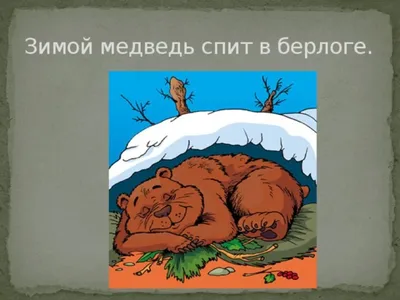 Занимательная этимология: почему медведь так называется и что значит слово  берлога?