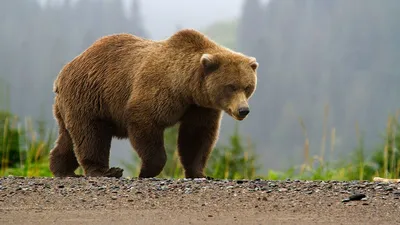 Бурый медведь - среда обитания в Росиии | Природная зона Камчатка