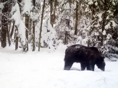 ❄️ Охота на медведя в берлоге зимой: сроки, способы, подготовка и  снаряжение|GetHunt