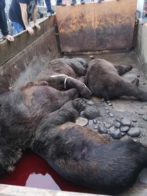 Нападение медведя Магадан: в Магадане медведь загрыз человека, количество  жертв на 19 июня 2023 - KP.RU