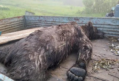 Жителей Коми пугают медведем-убийцей « БНК