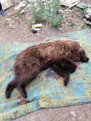 В Краснярске медведь напал на туристов и загрыз подростка — В курсе.ру