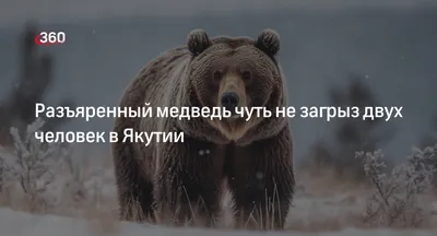 Медведь растерзал подростка под Красноярском: «Не было головы и ног» - МК