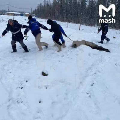 В американском национальном парке Йеллоустон медведь загрыз человека - ТАСС