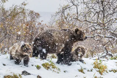 Почему медведь зимой спит 🐻 ❓ А вы знаете, почему бурый мишка впадает в  спячку зимой? Ребята из группы 12 дошкольного отделения №5 ответили на  этот... | By Школа 1467 | Facebook