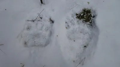 Медведь зимой в снегу» — создано в Шедевруме