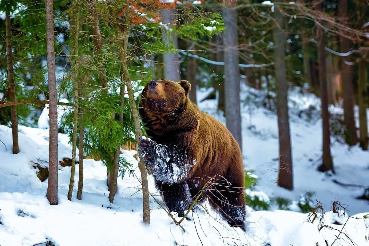 Собака вывела из леса медведей