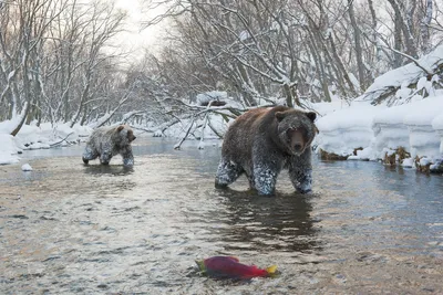 Бурый медведь | Русское географическое общество