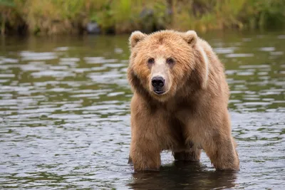 Лучшие фото (600+) по запросу «Медведь» · Скачивайте совершенно бесплатно ·  Стоковые фото Pexels