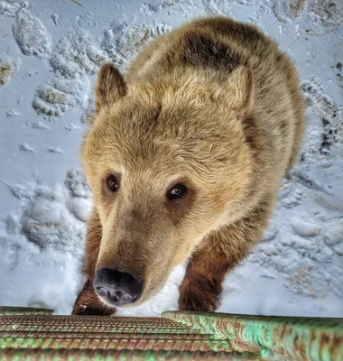 В Большереченском зоопарке проснулся уже второй медведь