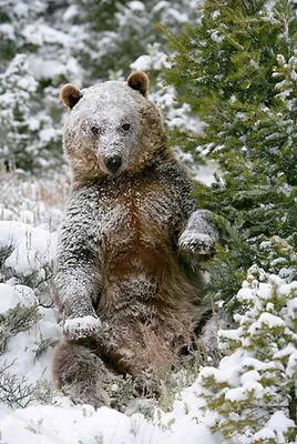 Медведь в зимнем лесу - 43 фото