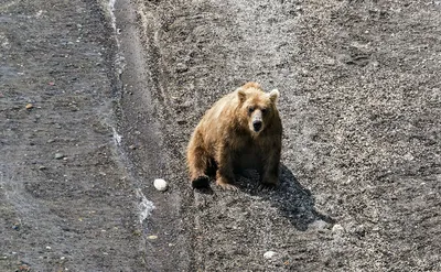 В Иркутской области медведь напал на двух лесников — РБК