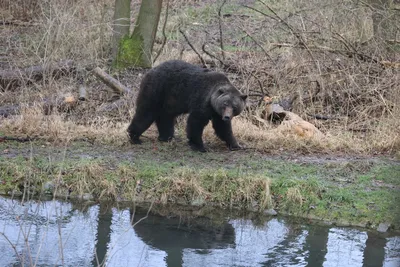 Бурый медведь Макс умер в медвежьем парке Ворбис