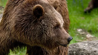 Краснокнижный медведь повадился ходить за медом в деревни под Борисовом -  19.05.2021, Sputnik Беларусь