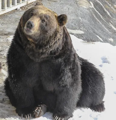 Японский бурый медведь — Википедия