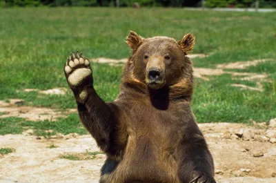 Картинки привет медведь (39 фото) » Юмор, позитив и много смешных картинок