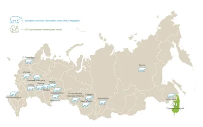 Бурый медведь: популяция и образ жизни - Инфографика ТАСС