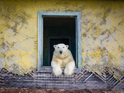 Теперь здесь живут белые медведи: удивительные фото и видео \