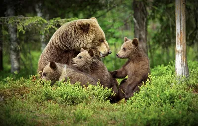 Обои лес, медведи, медвежата, медведица картинки на рабочий стол, раздел  животные - скачать