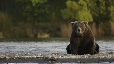 Дикие медведи нападают на пасеки и домашний скот в Восточном Казахстане -  01.07.2022, Sputnik Казахстан