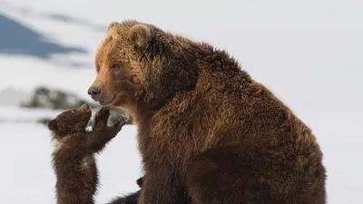 Медведи Камчатки. Начало жизни — смотреть онлайн — Кинопоиск