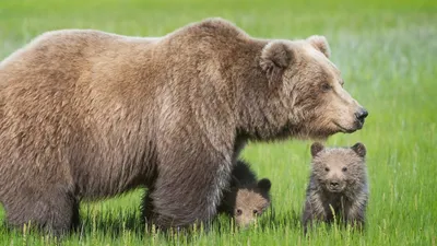 Фотографии Бурые Медведи медведь Детеныши Трое 3 животное 3840x2160