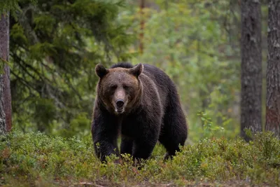 Натуралист рассказал, могут ли в Литву вернуться бурые медведи - RU.DELFI