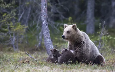 Картинка Бурые Медведи медведь лес животное