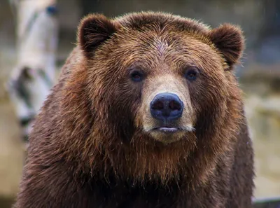 Медведи в Латвии: что делать, если вам на пути повстречался медведь? -  BNN-NEWS.RU – АКТУАЛЬНО О БАЛТИИ И МИРЕ
