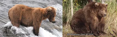 Эти жирные медведи из Аляски сделают ваш день