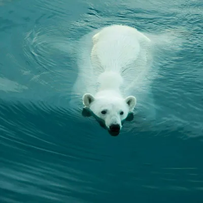 Российские белые медведи признаны наиболее экологически чистыми среди своих  сородичей