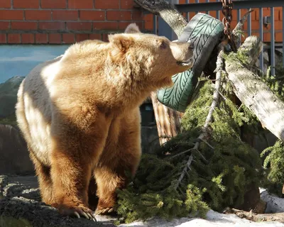 Екатеринбург | В Екатеринбургском зоопарке медведи вышли из спячки -  БезФормата