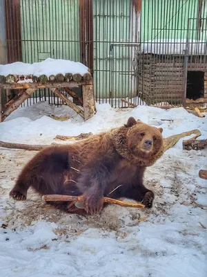 В Большереченском зоопарке проснулись все медведи