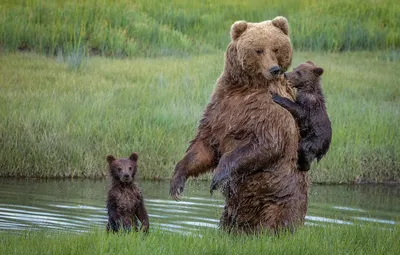 Обои медведи, медвежата, медведица картинки на рабочий стол, раздел  животные - скачать