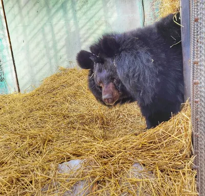 В Большереченском зоопарке проснулись все медведи