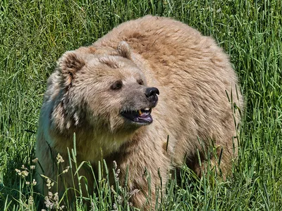 Фото Бурые Медведи Медведи Оскал Трава смотрит Животные