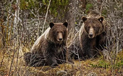 Картинка Бурые медведи на опушке леса » Медведи » Животные » Картинки 24 -  скачать картинки бесплатно