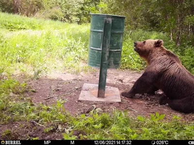 Медведи, гуляющие по лесам Лимбажи (фото+видео) - BNN-NEWS.RU – АКТУАЛЬНО О  БАЛТИИ И МИРЕ